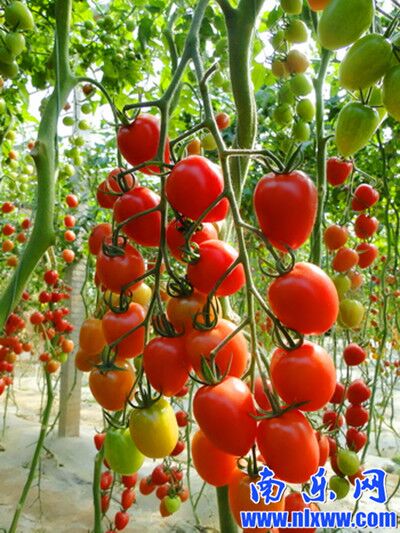 千口乡陈村农业示范区3000余亩温室大棚种植绿色无公害樱桃西红柿