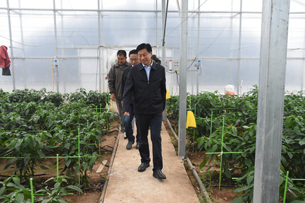 曹县长设施农业_副本